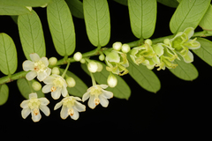 Phyllanthus polyphyllus